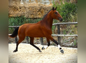 Lusitano, Klacz, 4 lat, 170 cm, Gniada