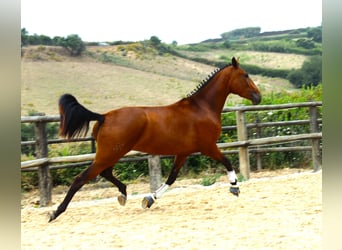 Lusitano, Klacz, 4 lat, 170 cm, Gniada