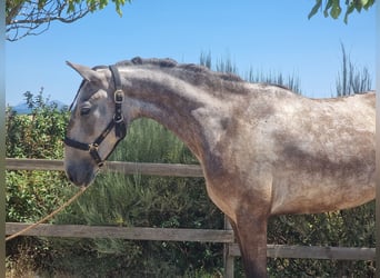 Lusitano, Klacz, 4 lat, Siwa