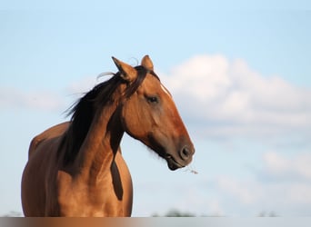 Lusitano, Klacz, 5 lat, 150 cm, Grullo