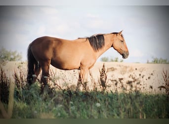 Lusitano, Klacz, 5 lat, 150 cm, Grullo