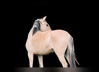 Lusitano, Klacz, 5 lat, 150 cm, Grullo