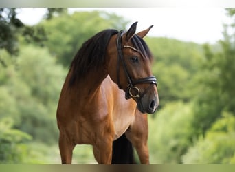 Lusitano, Klacz, 5 lat, 153 cm, Gniada