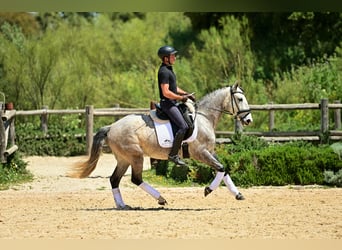 Lusitano, Klacz, 5 lat, 153 cm, Siwa jabłkowita