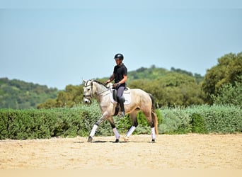 Lusitano, Klacz, 5 lat, 153 cm, Siwa jabłkowita