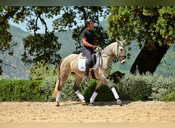 Lusitano, Klacz, 5 lat, 153 cm, Siwa jabłkowita