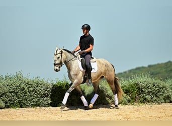 Lusitano, Klacz, 5 lat, 153 cm, Siwa jabłkowita