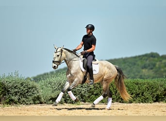 Lusitano, Klacz, 5 lat, 153 cm, Siwa jabłkowita