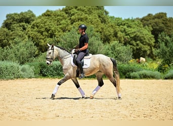 Lusitano, Klacz, 5 lat, 153 cm, Siwa jabłkowita