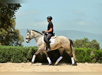 Lusitano, Klacz, 5 lat, 153 cm, Siwa jabłkowita