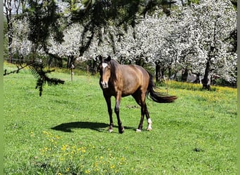 Lusitano, Klacz, 5 lat, 156 cm, Gniada