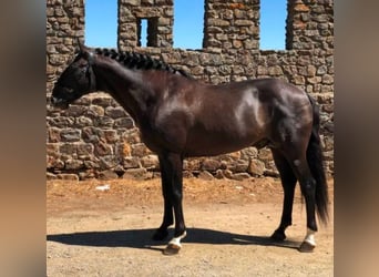 Lusitano, Klacz, 5 lat, 157 cm, Jelenia