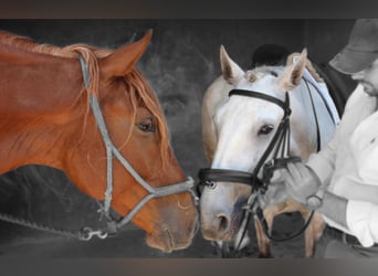 Lusitano, Klacz, 5 lat, 158 cm, Kasztanowatodereszowata