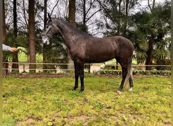 Lusitano, Klacz, 5 lat, 160 cm, Siwa