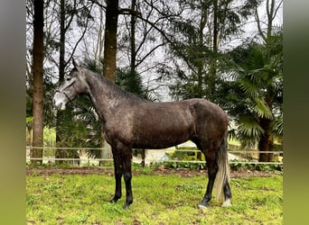 Lusitano, Klacz, 5 lat, 160 cm, Siwa