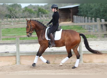 Lusitano, Klacz, 5 lat, 161 cm, Gniada