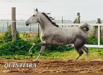 Lusitano Mix, Klacz, 5 lat, 161 cm