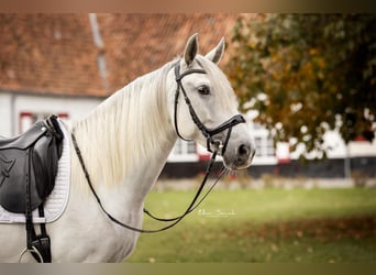 Lusitano, Klacz, 5 lat, 161 cm, Siwa