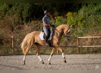 Lusitano, Klacz, 5 lat, 165 cm, Izabelowata