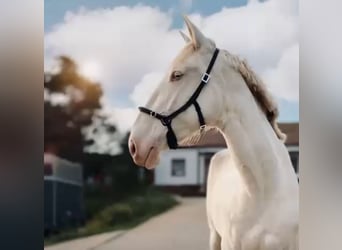 Lusitano, Klacz, 5 lat, 168 cm, Cremello