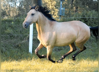 Lusitano, Klacz, 6 lat, 148 cm, Jelenia