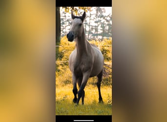 Lusitano, Klacz, 6 lat, 148 cm, Jelenia