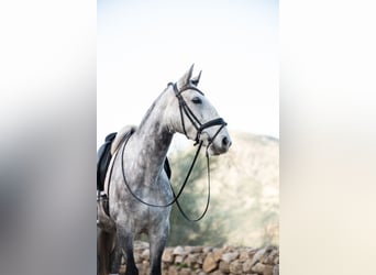 Lusitano, Klacz, 6 lat, 153 cm, Siwa