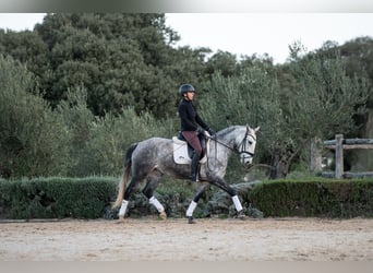 Lusitano, Klacz, 6 lat, 153 cm, Siwa