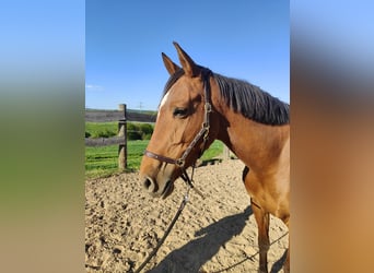 Lusitano Mix, Klacz, 6 lat, 155 cm, Gniada
