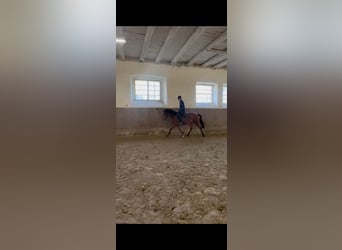 Lusitano Mix, Klacz, 6 lat, 155 cm, Gniada