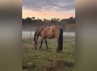 Lusitano, Klacz, 6 lat, 155 cm, Jelenia