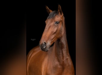 Lusitano, Klacz, 6 lat, 157 cm, Gniada