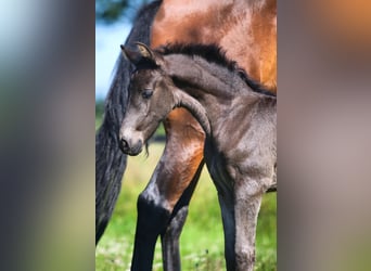 Lusitano, Klacz, 6 lat, 157 cm, Gniada