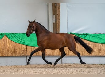 Lusitano, Klacz, 6 lat, 157 cm, Gniada