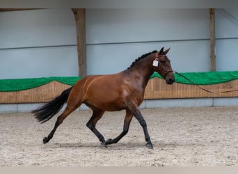 Lusitano, Klacz, 6 lat, 157 cm, Gniada
