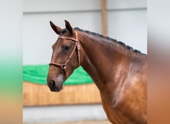 Lusitano, Klacz, 6 lat, 157 cm, Gniada