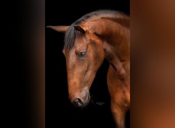Lusitano, Klacz, 6 lat, 157 cm, Gniada