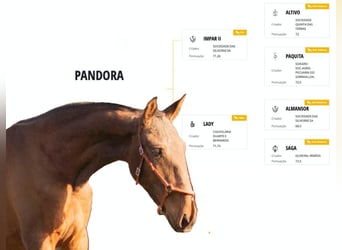 Lusitano, Klacz, 6 lat, 157 cm, Gniada