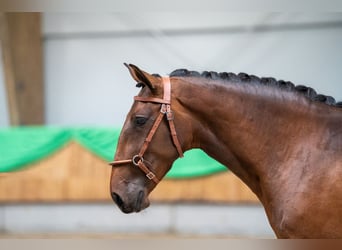 Lusitano, Klacz, 6 lat, 157 cm, Gniada