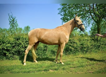 Lusitano, Klacz, 6 lat, 157 cm, Izabelowata