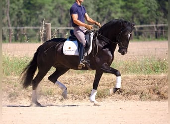 Lusitano, Klacz, 6 lat, 157 cm, Kara