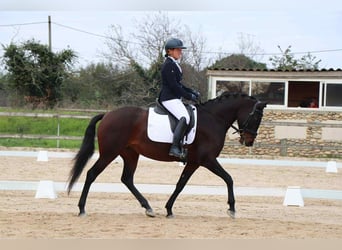 Lusitano, Klacz, 6 lat, 160 cm, Ciemnogniada