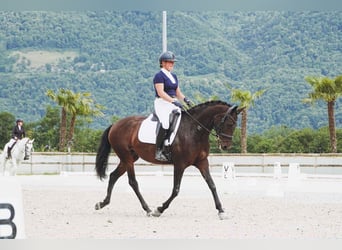 Lusitano, Klacz, 6 lat, 160 cm, Ciemnogniada