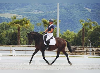 Lusitano, Klacz, 6 lat, 160 cm, Ciemnogniada