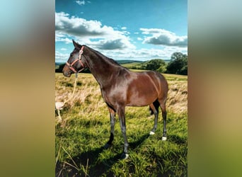 Lusitano, Klacz, 6 lat, 160 cm, Ciemnogniada
