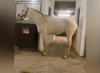 Lusitano, Klacz, 6 lat, 160 cm, Cremello