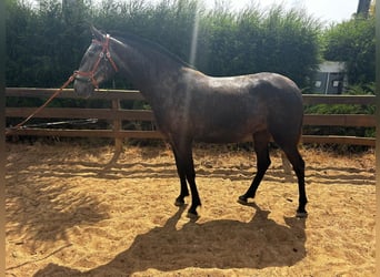 Lusitano, Klacz, 6 lat, 160 cm, Może być siwy