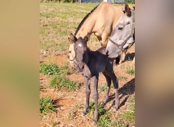 Lusitano, Klacz, 6 lat, 160 cm, Może być siwy