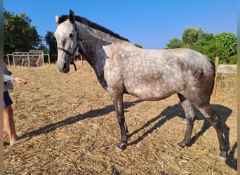 Lusitano, Klacz, 6 lat, 160 cm, Może być siwy