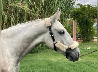 Lusitano, Klacz, 6 lat, 160 cm, Siwa